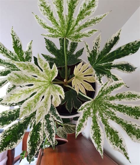 I Just Want To Share This Beautiful Plant My Husband Bring This