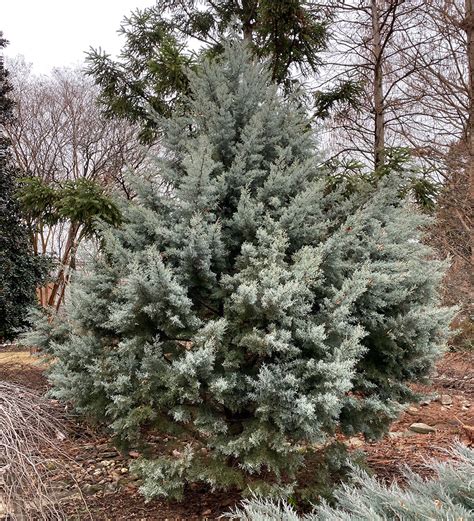 Icy Blue Conifers For The Southeast Finegardening