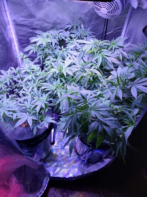 Glue Sniffer Gg Strains Purple Glue Grow Journal Week11 By Dipsett