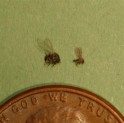 Black Flies In Mississippi A Significant Emerging Pest Published In