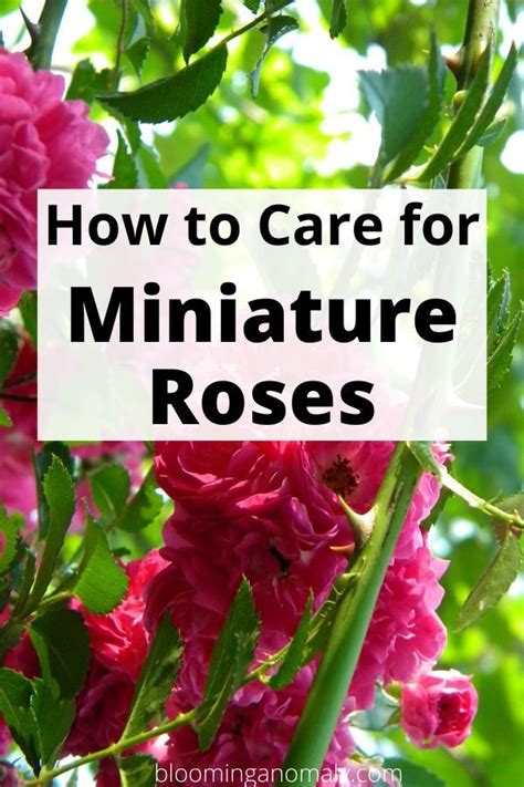 How To Care For Miniature Roses Rose Care Rose Plant Care Rose Bush