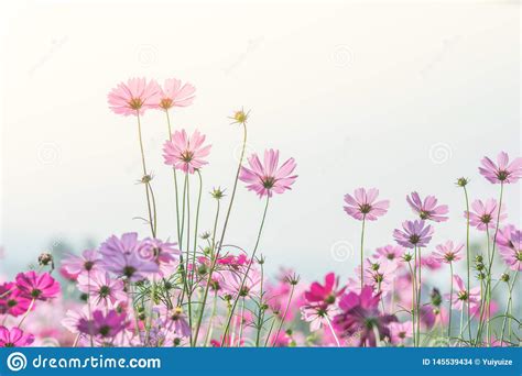 Pink Cosmos Flowers Field Landscape Of Flowers Stock Photo Image Of