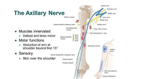 Axillary Nerve Distribution