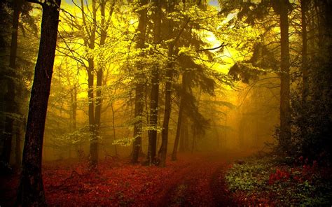 Misty Forest Path Hd Wallpaper Background Image