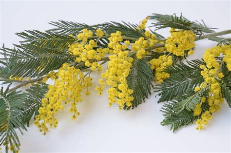 Blooming Branch Of Mimosa With Yellow Flowers At White Stock Photo