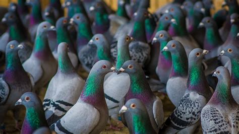 Pigeons Galluvet Birds And Fowl