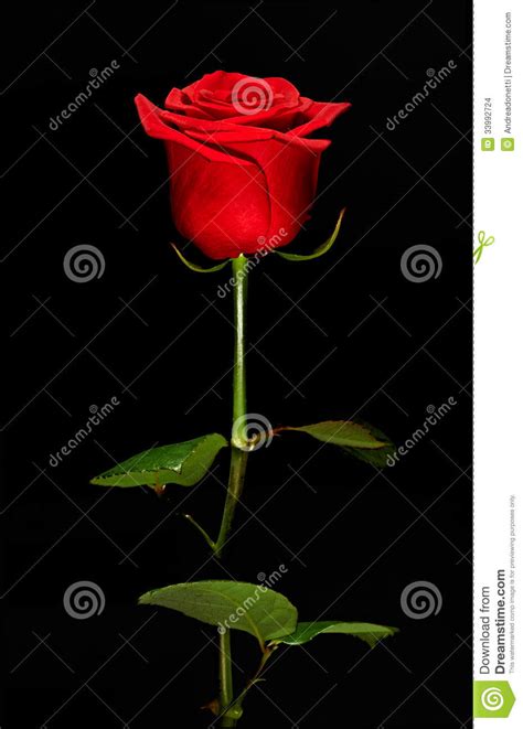 Single Romantic Red Rose Stock Photo Image Of Fragrance 33992724
