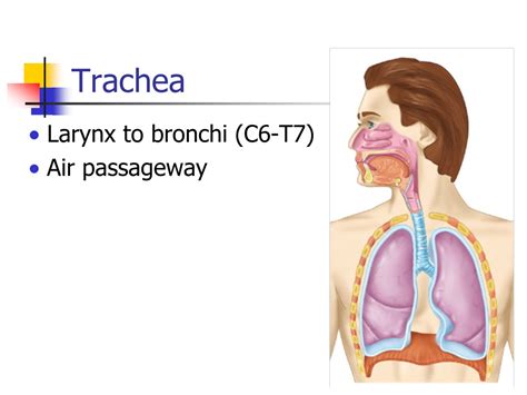 Ppt Main Structures Nose And Nasal Cavity Pharynx Larynx Trachea