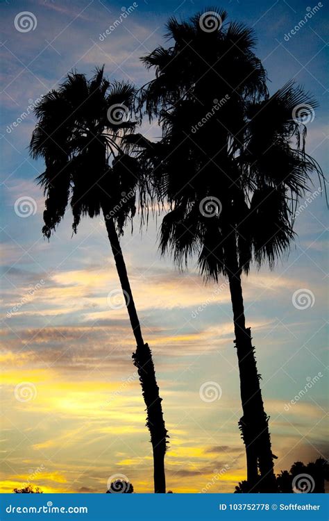 Two Southern California Palm Trees Silhouetted Against Dramatic Evening