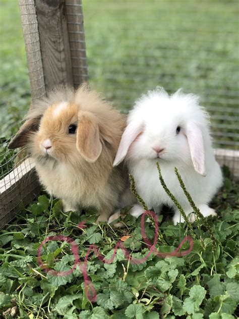 Mini Lop Rabbits For Sale Hudson Wi 335789 Petzlover