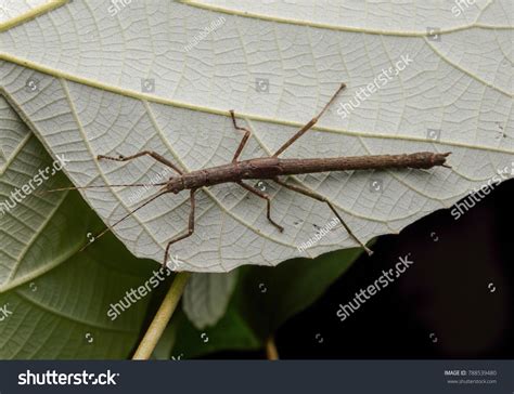 Upclose Stick Insect Phasmids Ghost Insects Stock Photo 788539480