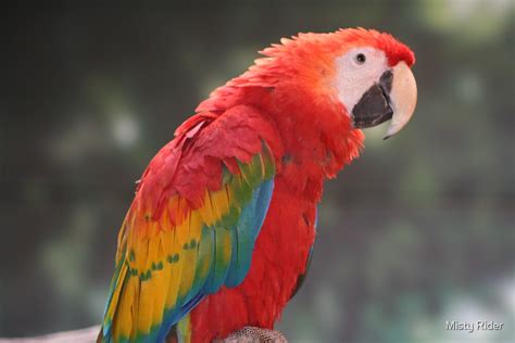 Red Parrot By Misty Rider Redbubble