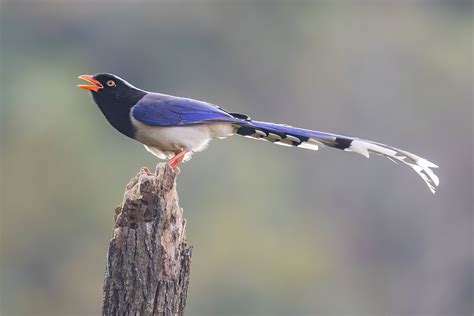 As The Crow Flies A Hong Kong Birding Blog 2017