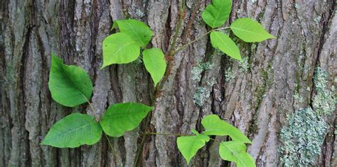 What Does Poison Ivy Look Like How To Identify The Plant And Treat The