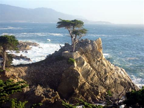 The Most Photographed Tree In The World Monterey Pine California