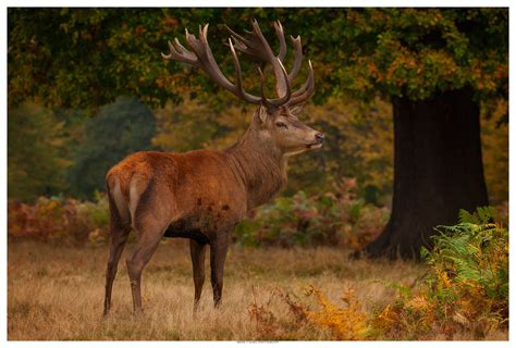 The Autumn Stag The Beautiful Male Red Deer In Portrait Deer