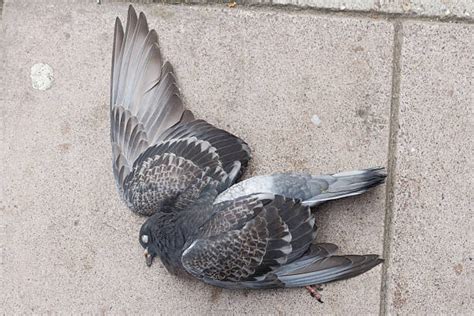Royalty Free Dead Pigeon Pictures Images And Stock Photos Istock