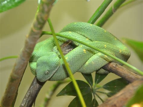 Atheris Chloroechis West African Bush Viper In Dallas Zoo