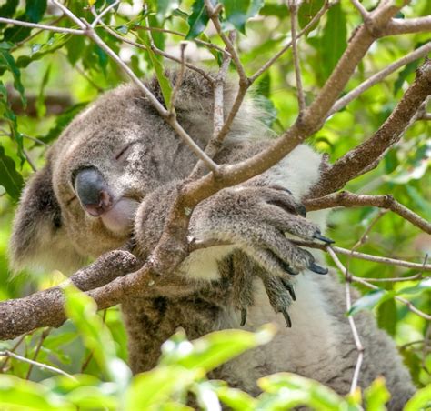 Premium Photo Sleeping Koala Bear In Tree New South Wales Australia