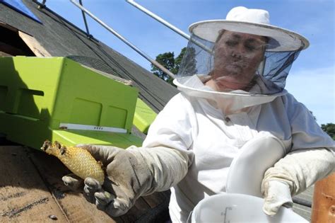 Keepers Called To Remove 110000 Bees From Cardiff Hospital After Honey Started Running Down The