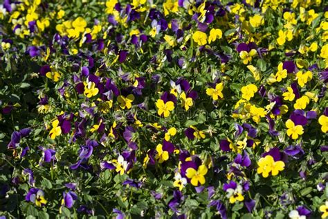 Flower Bed Of Winter Flowering Pansy Tricolour Viola Cornuta Stock