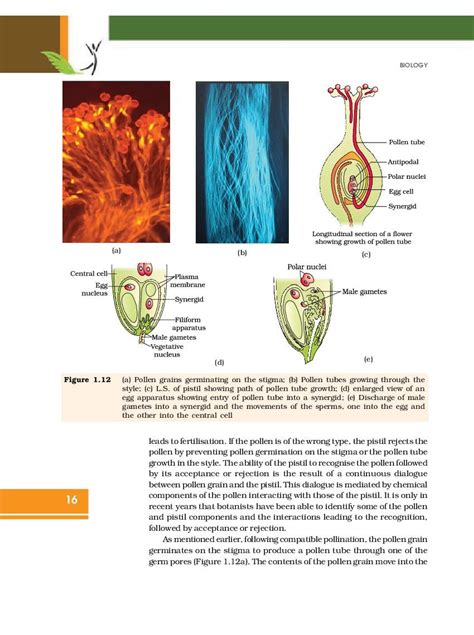 Rbse Book Class 12 Biology Chapter 1 Reproduction In Organisms Hindi English Medium Pdf Download
