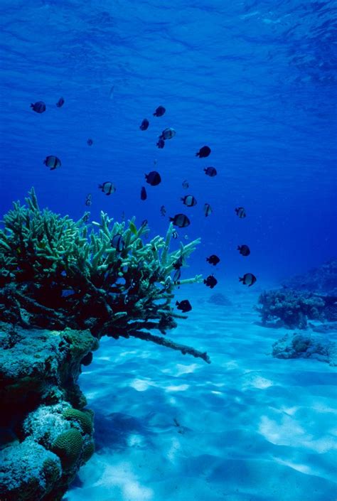 Más Tamaños Coral Flickr ¡intercambio De Fotos Sea And Ocean