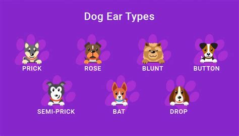 Dog Ears Everything You Need To Know