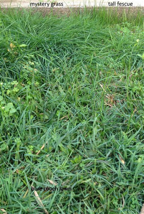 Identification What Species Is This Large Clump Of Lawn Grass