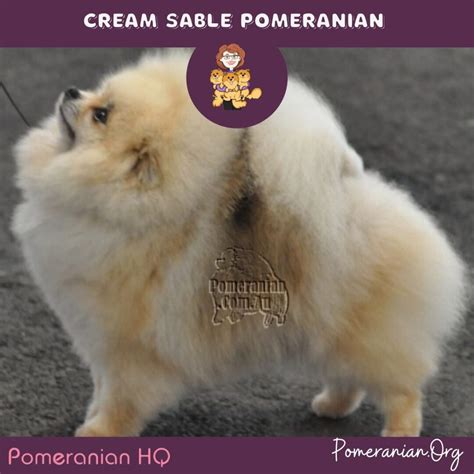 Learn The Important Facts About Sable Pomeranians And Puppies