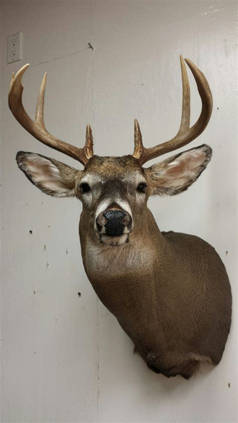 Whitetail Deer Mount Taxidermy Done By The Mad Taxidermist Rob
