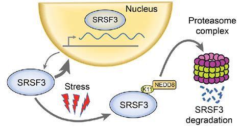 Model Of SRSF3 Protein Degradation SRSF3 Shuttles Between The Nucleus