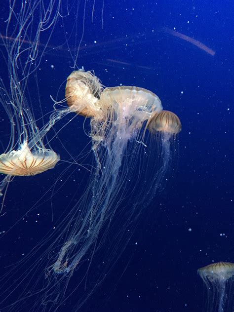 Free Images Underwater Jellyfish Invertebrate Cnidaria Organism