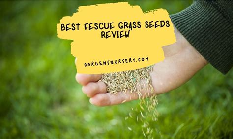 Best Fescue Grass Seeds Review Gardens Nursery