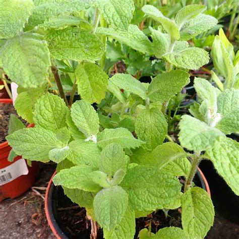 Buy Apple Mint From £250 2022 Plant Sale