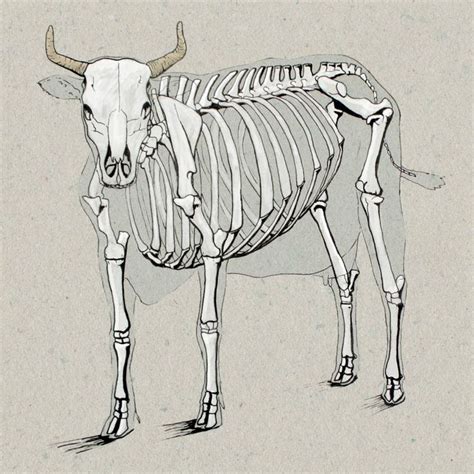 Cow Anatomy Drawing Greg Tatum Animal Skeletons Anatomy Drawing