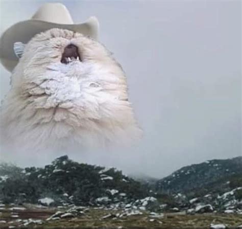 We cat lovers will never stop sharing memes! Country roads take me homeeeee... : sadcats