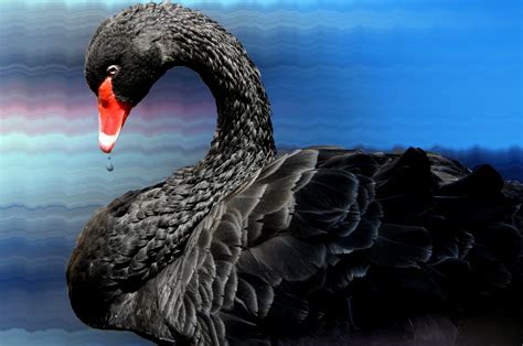 Black Swan 4k Ultra Hd Wallpaper
