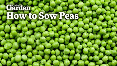 How To Sow Peas Youtube