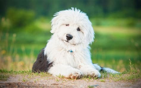 Download Wallpapers Old English Sheepdog Puppy Funny Dog Shaggy Dog