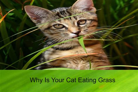 Find out everything you need to know in our latest article. Why Is Your Cat Eating Grass - Furry 'n Fluffy