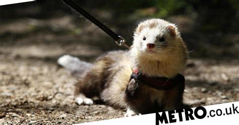 A Ferret Is Raising Hundreds For Charity By Running A Marathon Metro News