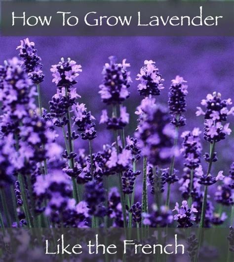 How To Grow Lavender Like The French Homestead And Survival