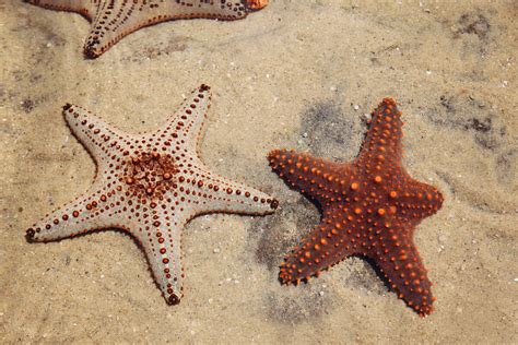 resumen de 19 artículos como se reproducen las estrellas de mar [actualizado recientemente