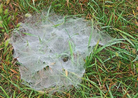 The Wonders Of Webs I Spider Silk Field Station