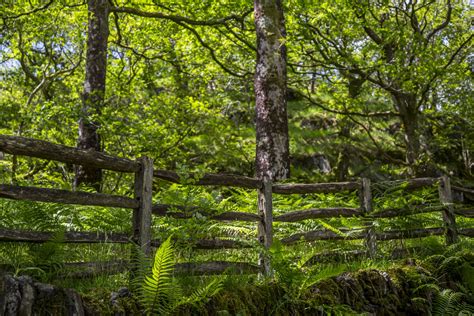 Wooden Fence In The Forest Free Stock Photo Public Domain Pictures