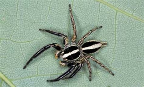 Black Spider With White Stripe