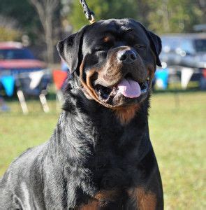 Rottweiler puppies are naturally intelligent and highly trainable but may also be stubborn depending on the situation. In Virginia | Rottweiler puppies for sale, Rottweiler puppies, Rottweiler