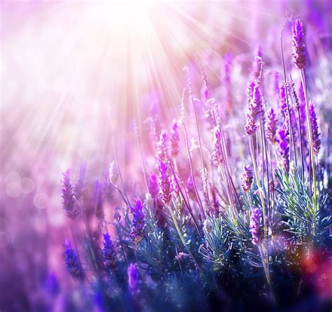 1920x1080px 1080p Free Download Lavender Sunrays Sun Rays