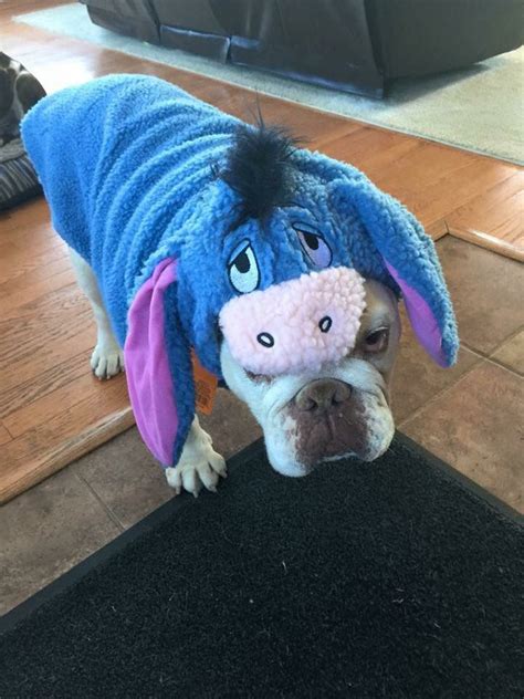 Eeyore Halloween Dog Costume Dog Halloween Costumes Dog Halloween